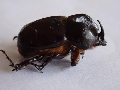 Phyllognathus excavatus